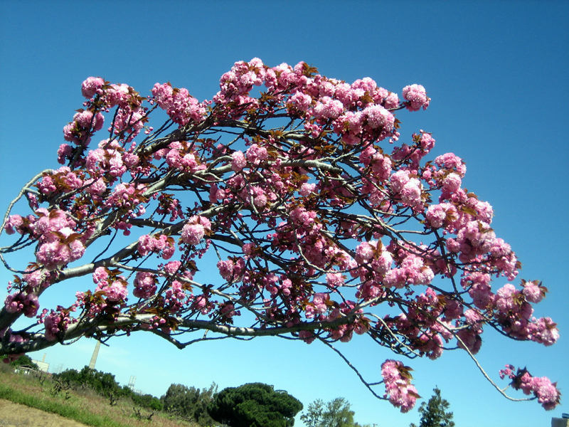 Pink Blossom on Tree